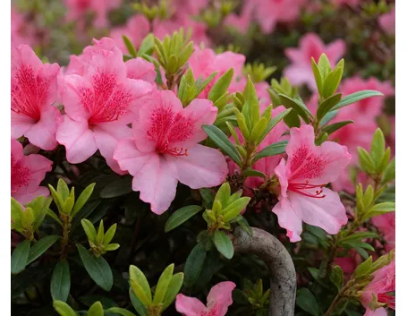 Azalea