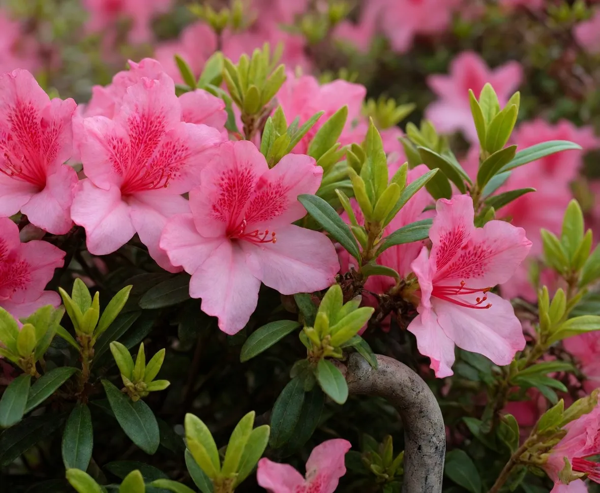 Azalea