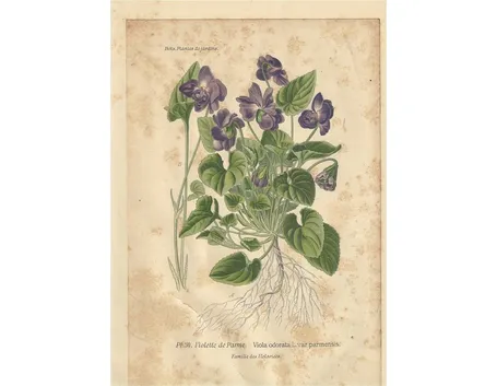 tavola viole favali