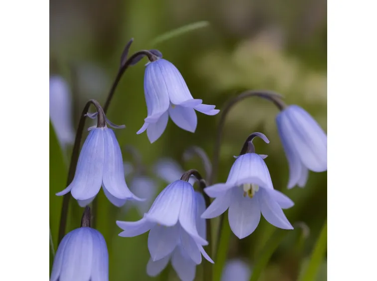 Scilla