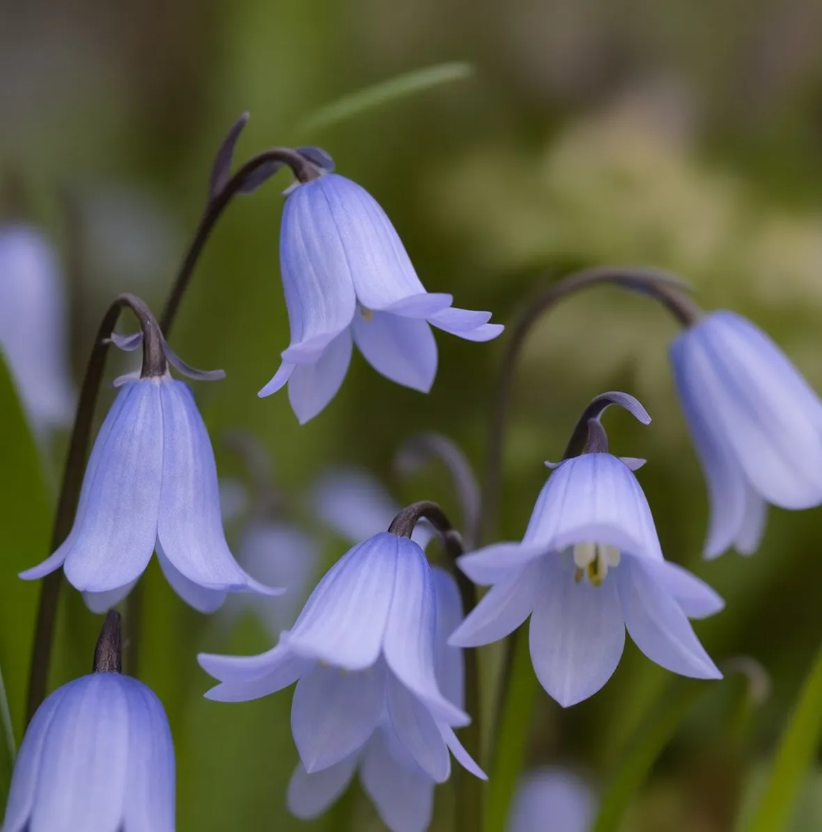 Scilla