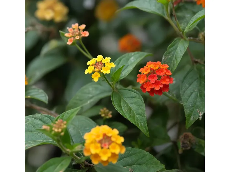 Lantana