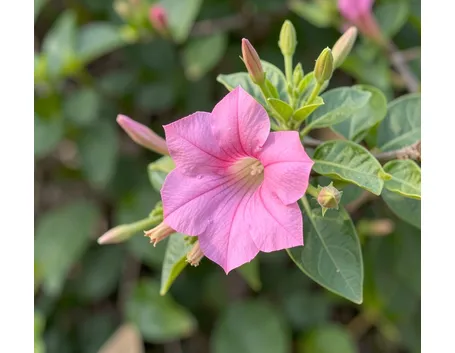 Dipladenia