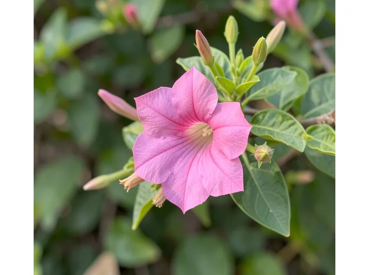 Dipladenia