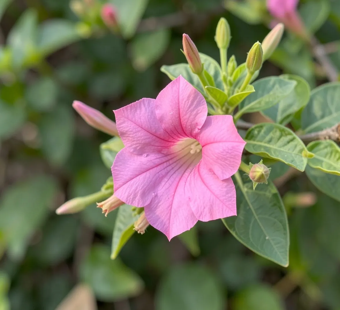 Dipladenia