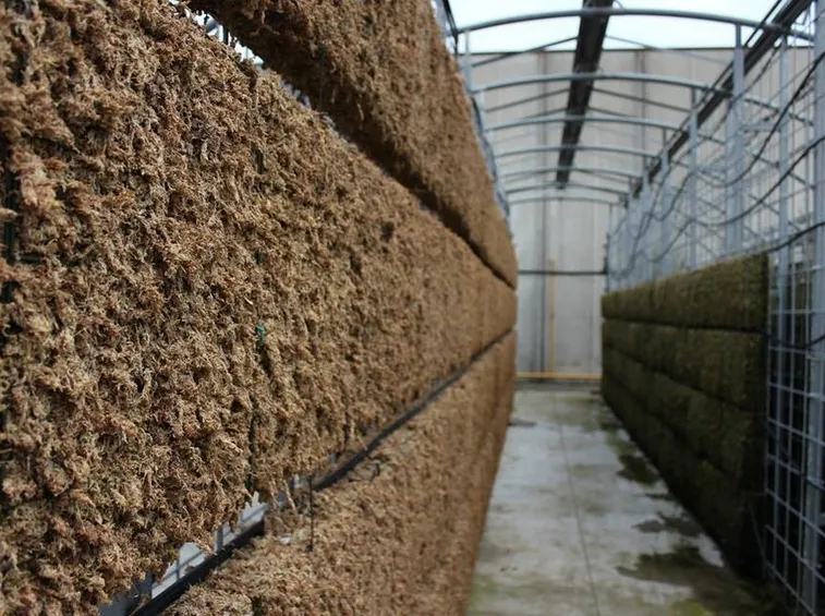 corso progettazione verde verticale