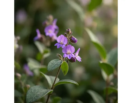Polygala