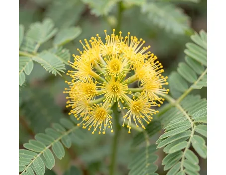 Mimosa