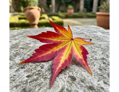Aceri in autunno