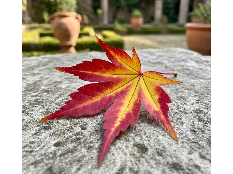 Aceri in autunno