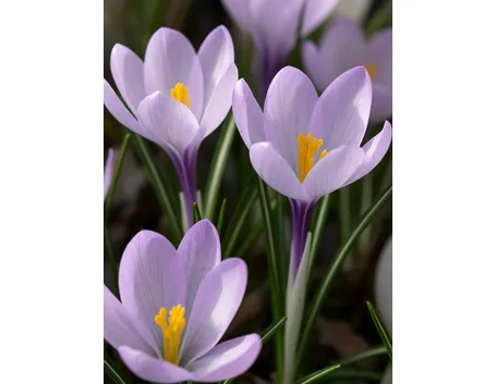 Crocus