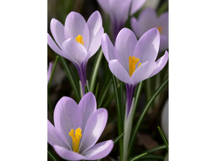 Crocus