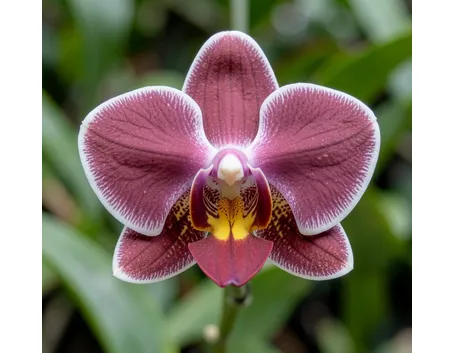 orchidee regalo