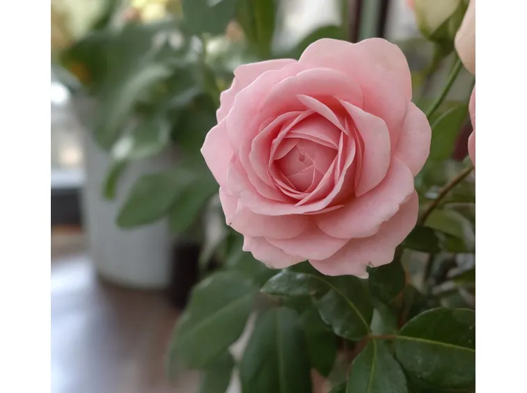 fiori festa della donna