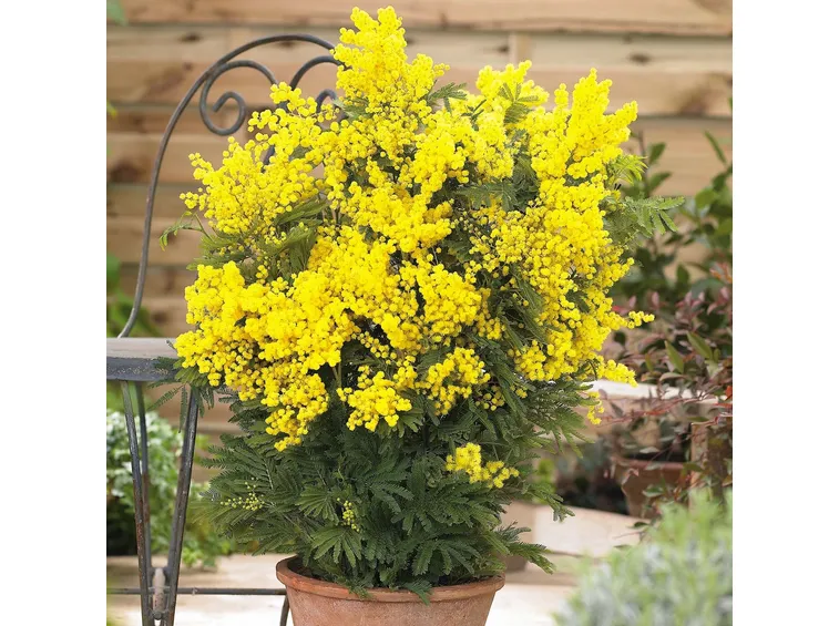 regalare mimosa