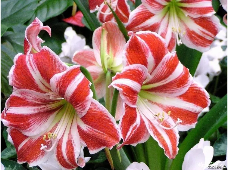 amaryllis pianta