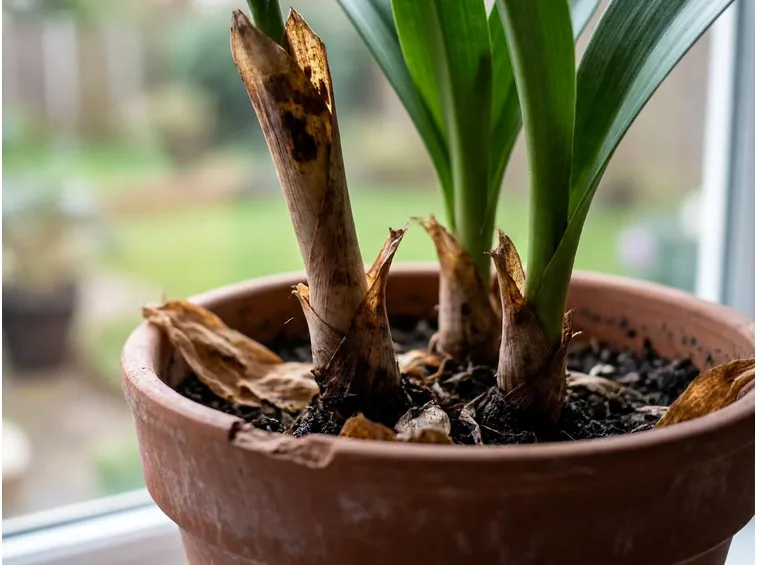 amaryllis