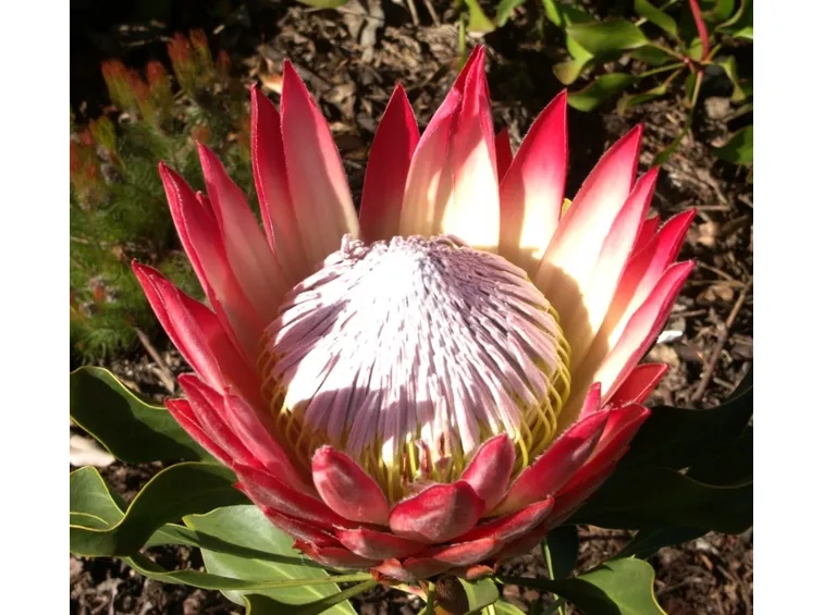 Proteaceae