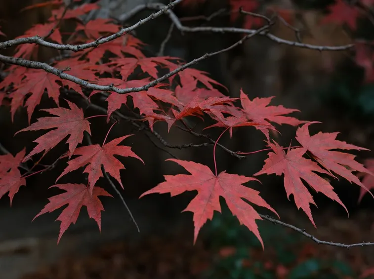 acer grandidentatum