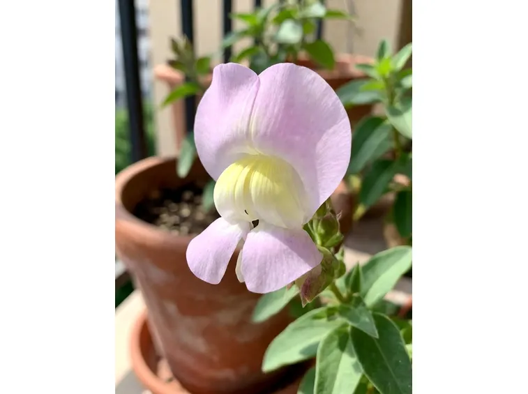 Balconi in fiore 