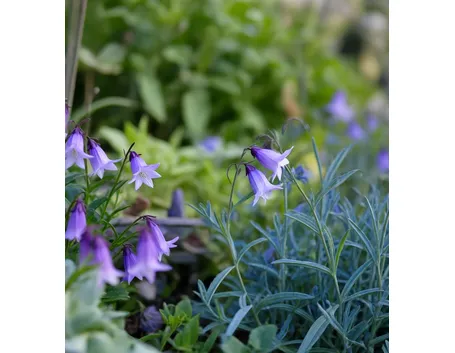 campanule piante
