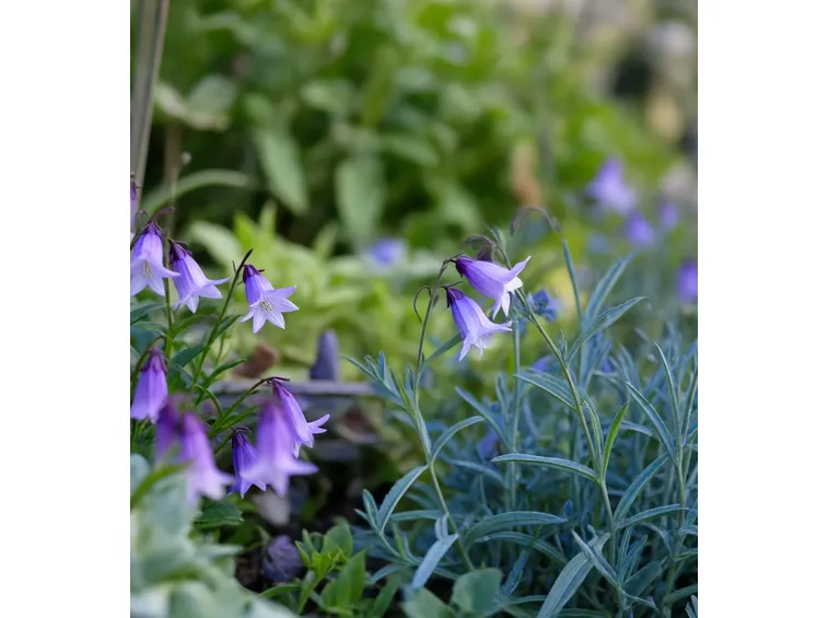 campanule piante