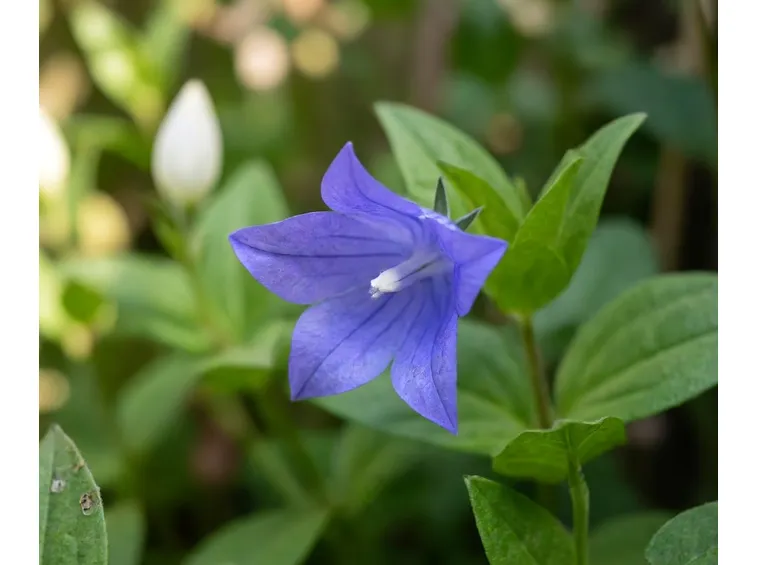 campanule piante