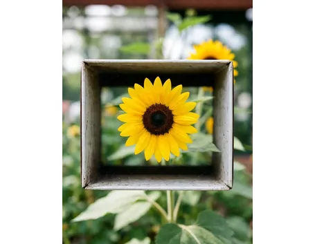 girasole