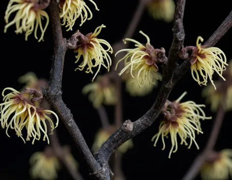 hamamelis