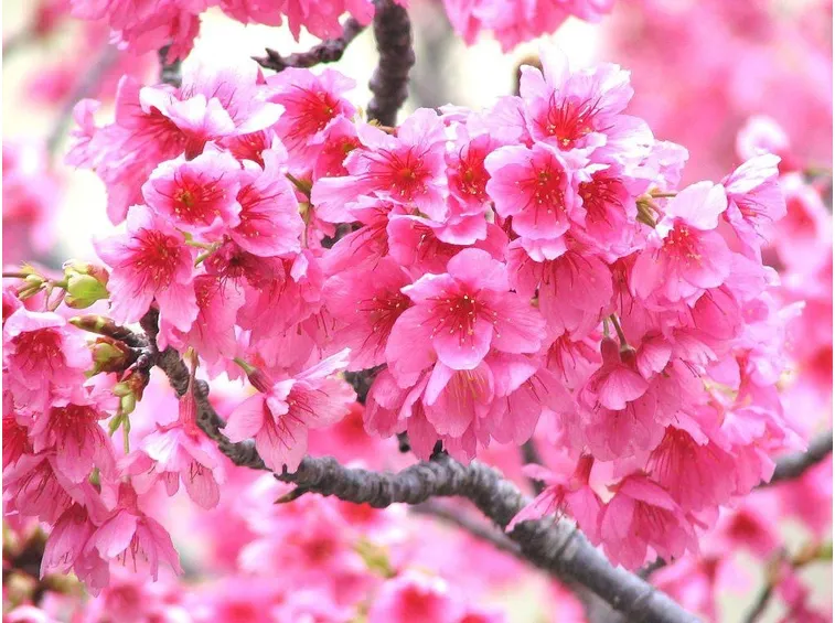 fiori di pesco