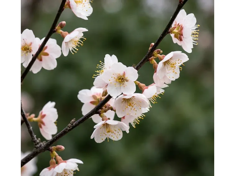 prunus campanulata