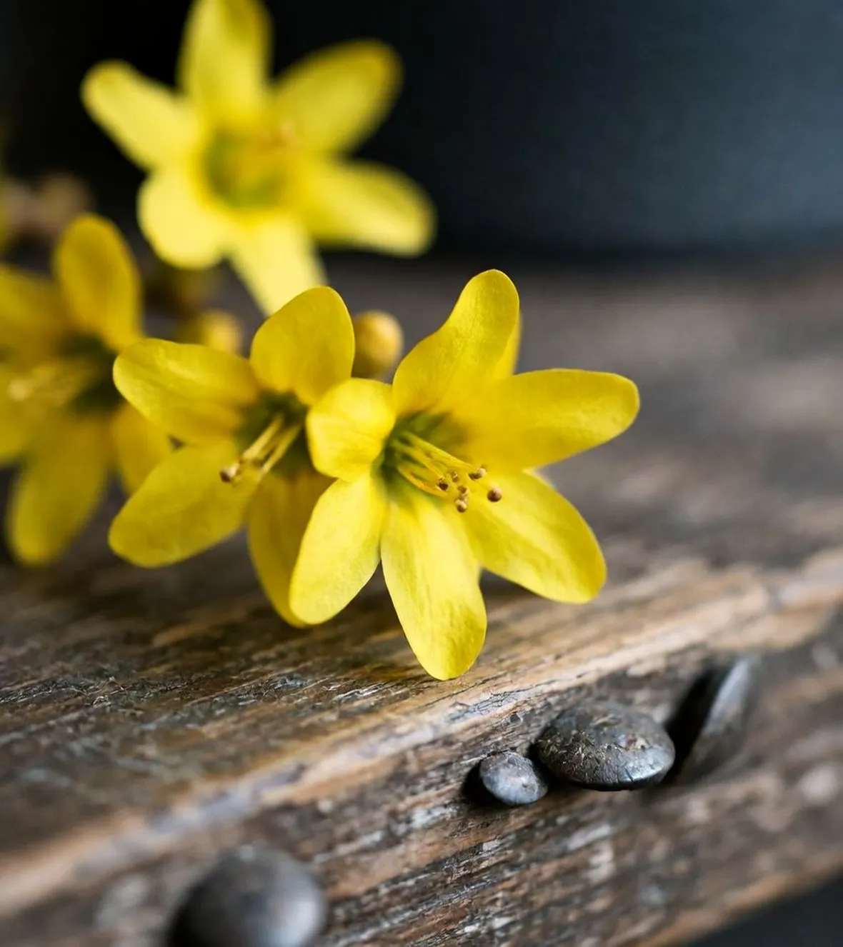 fiori invernali