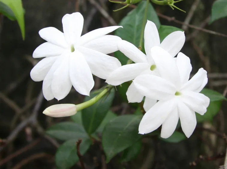 jasminum nudiflorum