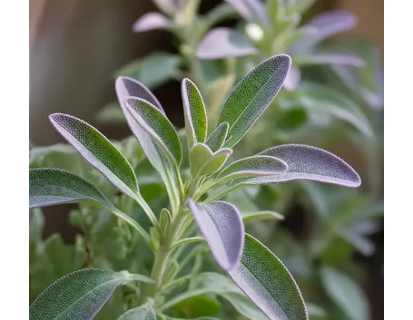 salvia officinali