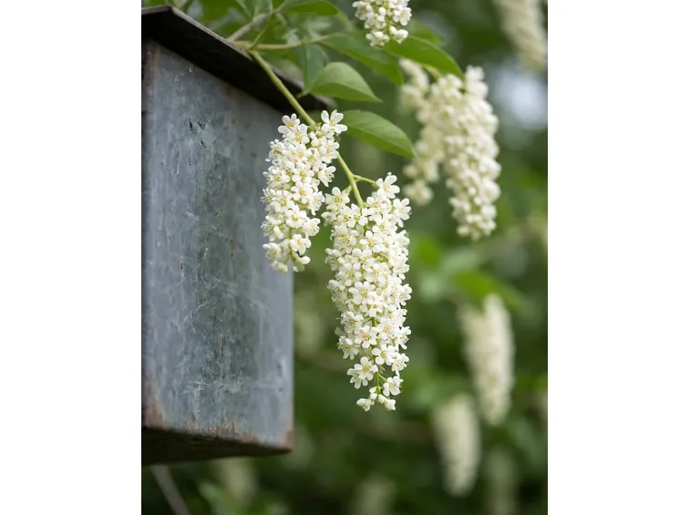 robinia fiori