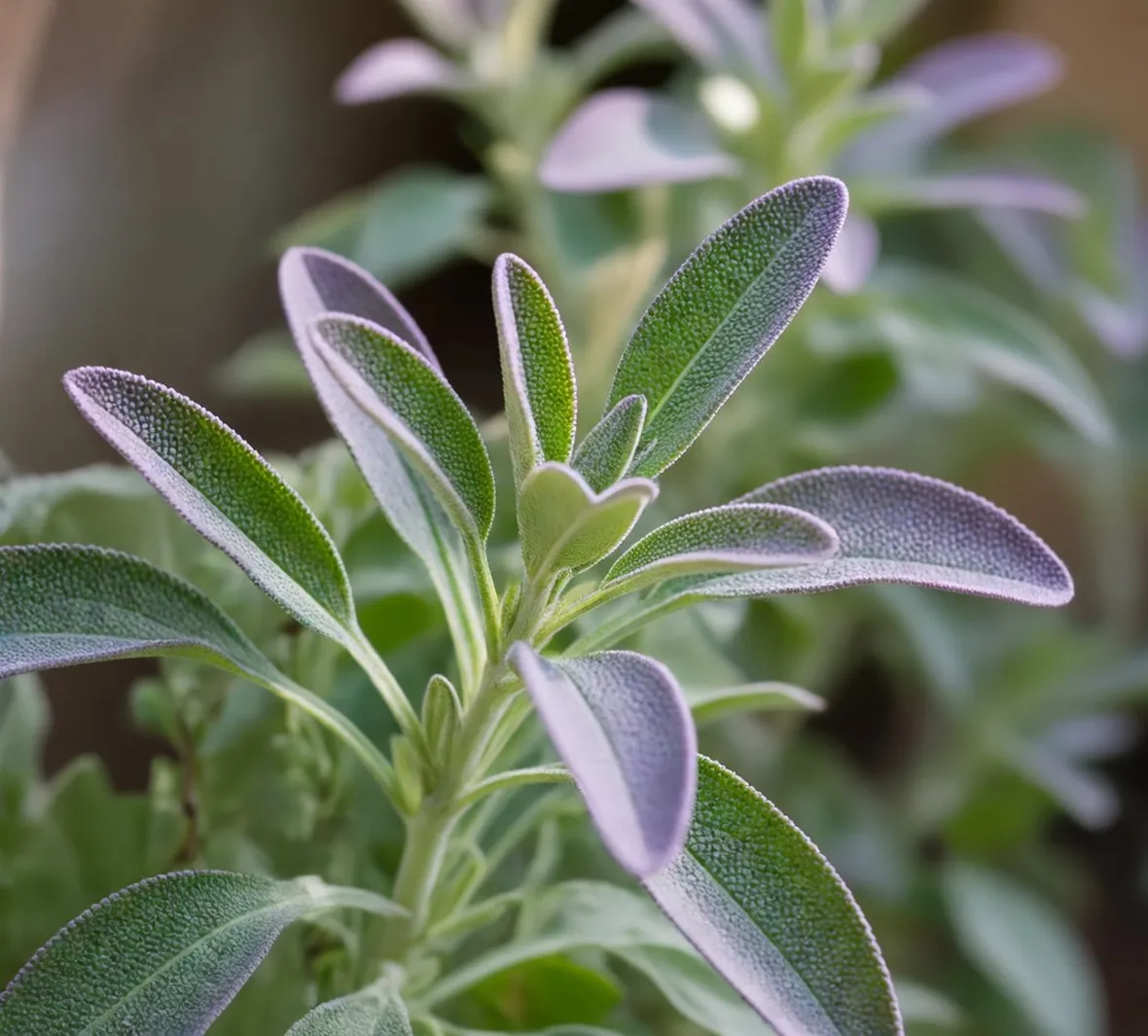 salvia officinali
