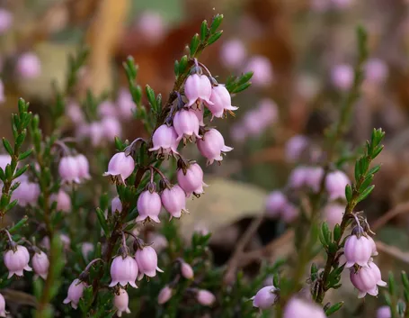 calunna vulgaris