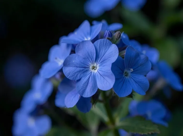 ceratostigma