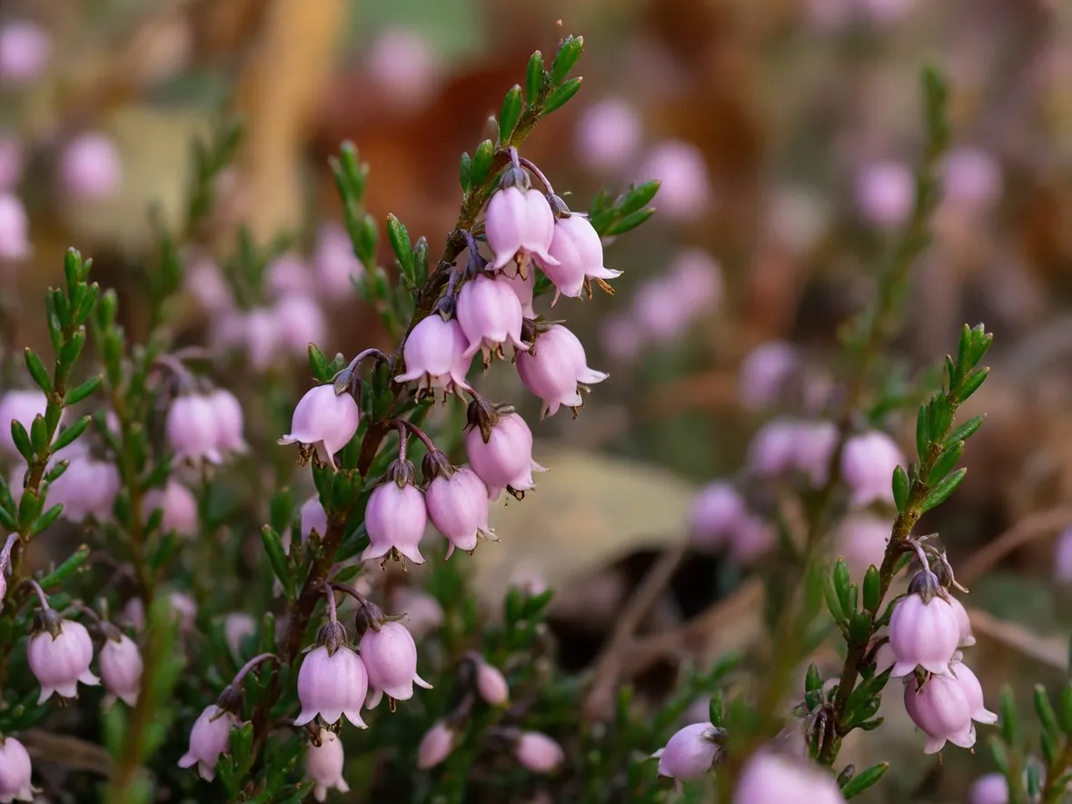 calunna vulgaris