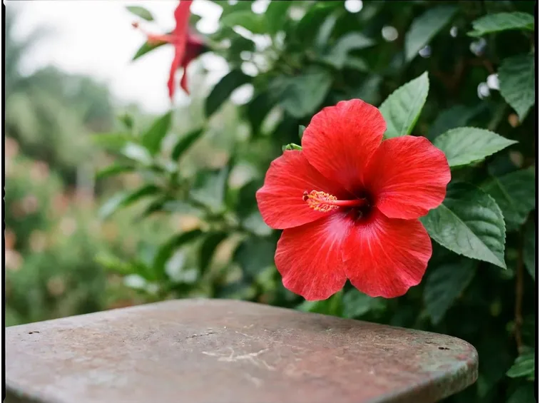 ibisco coccineus