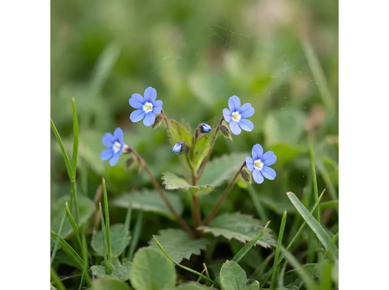 erbacee veronica