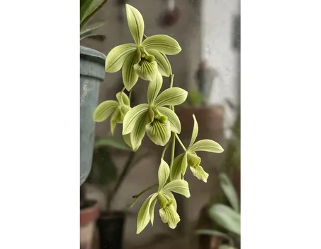 orchidea phalenospis