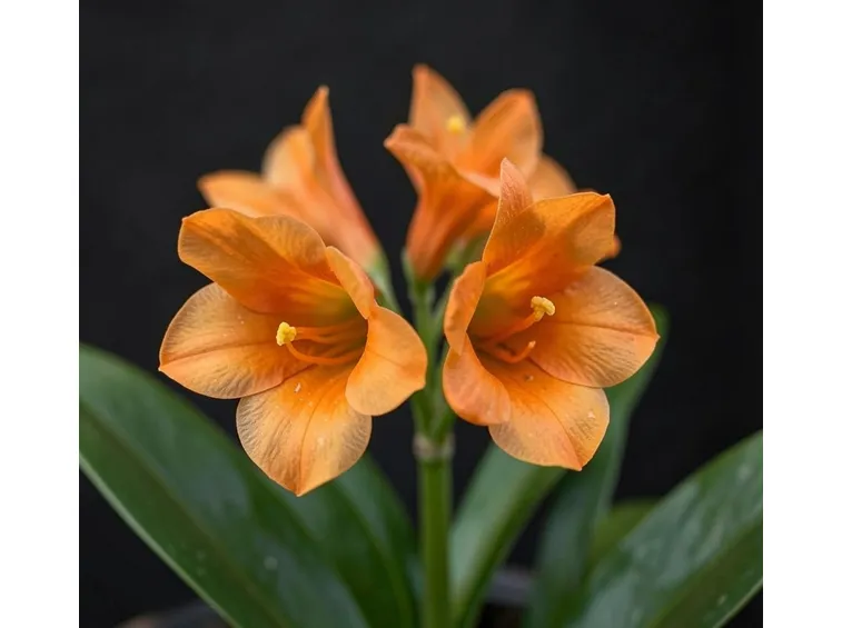 clivia minata