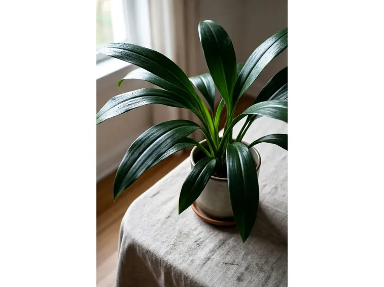 aspidistra lurida