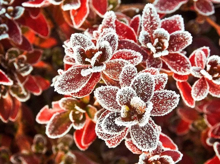 chimonanthus