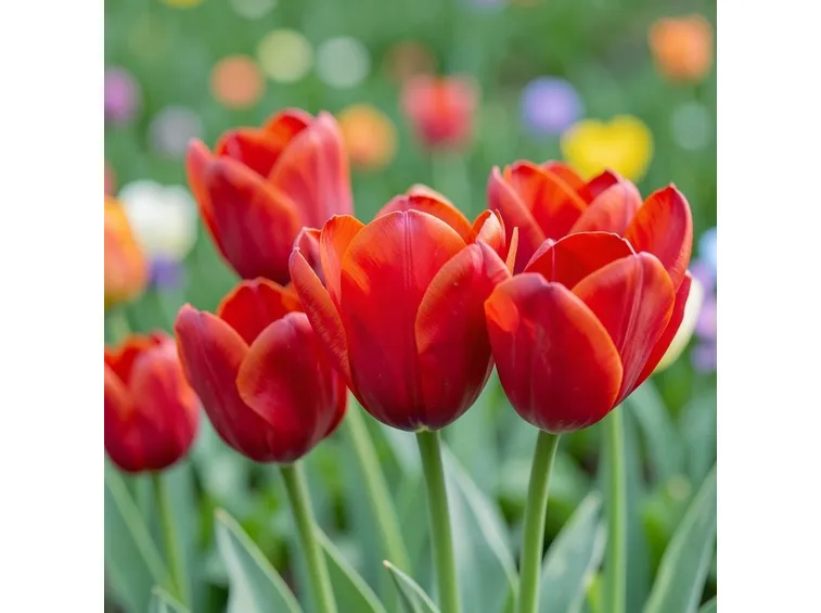 tulipani coleur cardinal