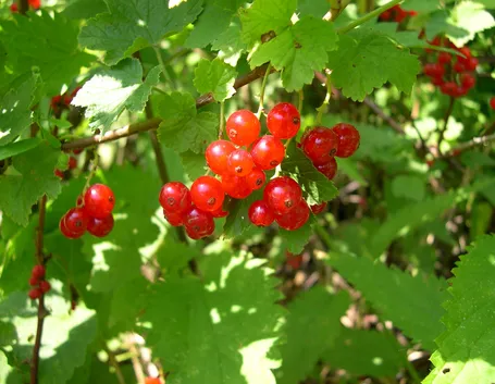 piccoli frutti
