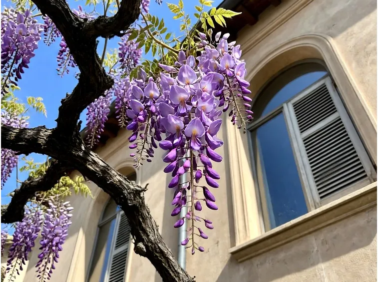 wisteria rosa