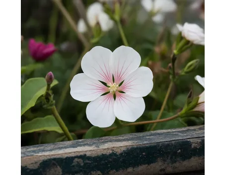 Anisodontea hypomandarum