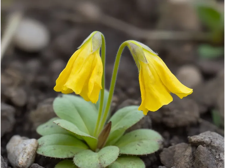 primula alpicola
